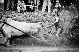 Bull Racing in Rice Paddy 18586083644[H]