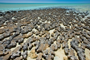 Stromatolites 3191095756[H]