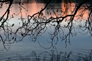 Duck Pond Sunset 18834346443[H]