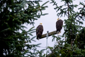 Canada - Bald eagles are everywhere on Haida Gwaii 9754357402[H]