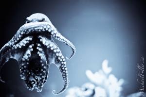 Australia - Blue Ringed Octopus 3074113851[H]