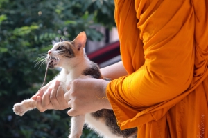 Thailand - Buddhist Cat