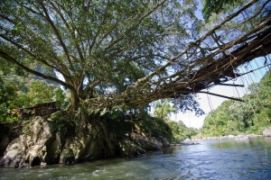 Indonesia - Living Root Bridge 18972816512[H]