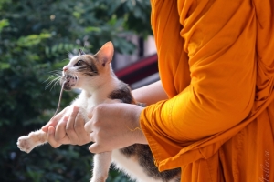 Buddhist Cat 6580606167[H]