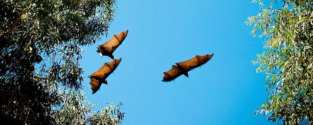 Flying fox fruit bats