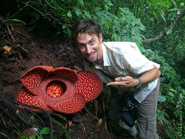 rafflesia arnoldi, largest flower in the world
