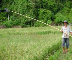 living scarecrow in a rice field