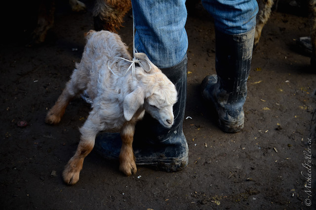 lamb at animal bazaar in Kyrgyzstan