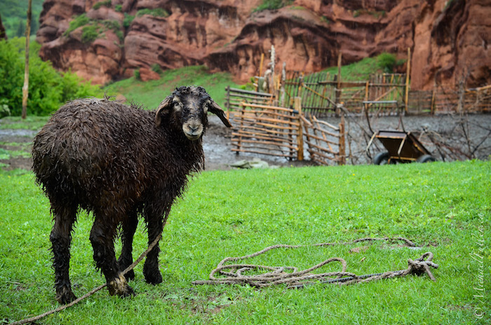 A rainy sheep outside a lonely hut in the mountain valleys of Jeti Oghuz, near Karakol.