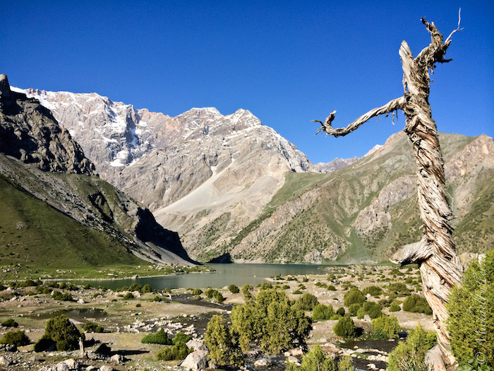 Gnarled trees grow in this alpine region of Tajikistan