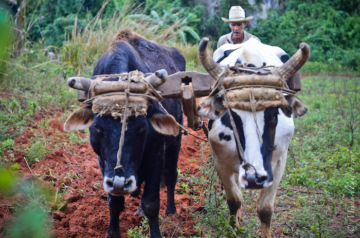 Driving cattle