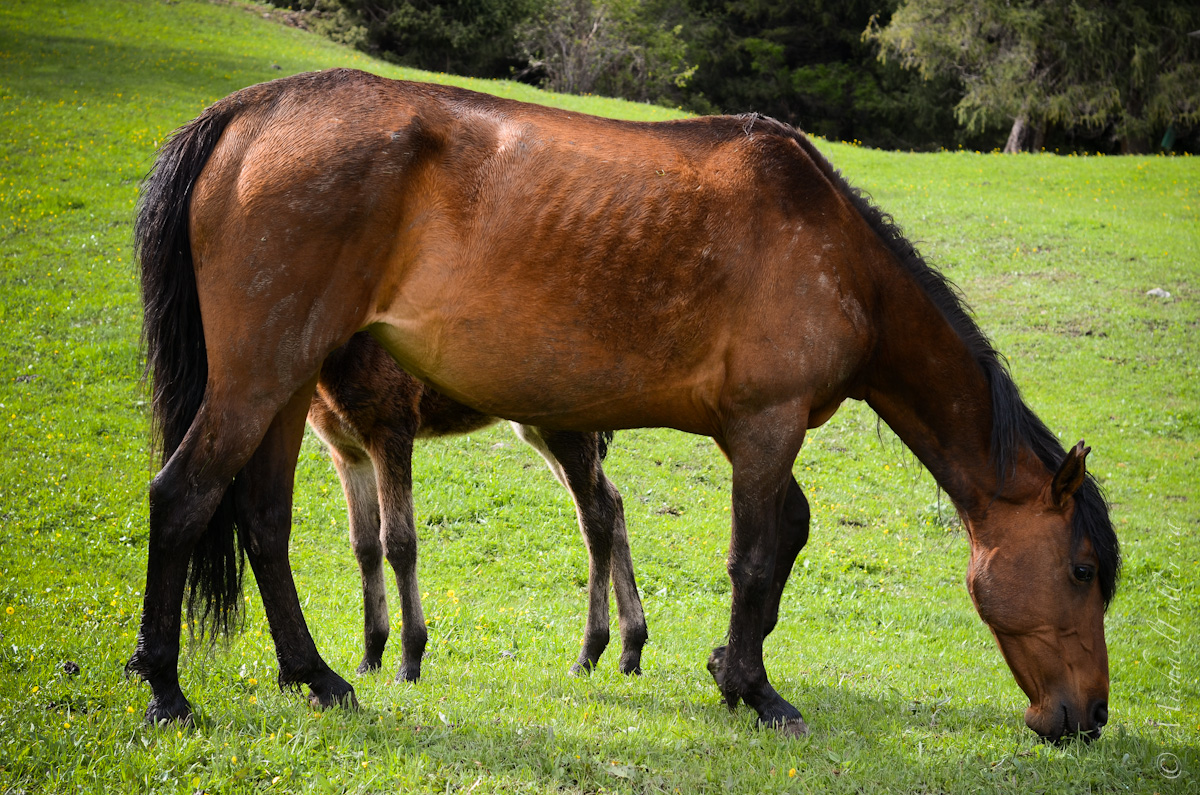 Eight-legged horse