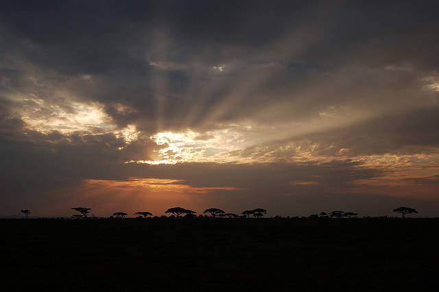 Sunrise in the serengeti