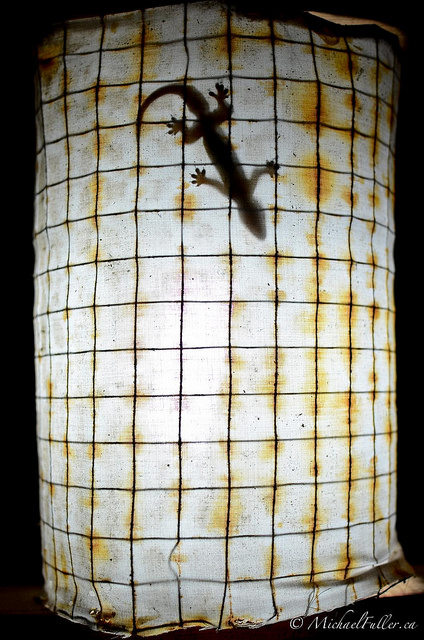 Gecko on a lamp