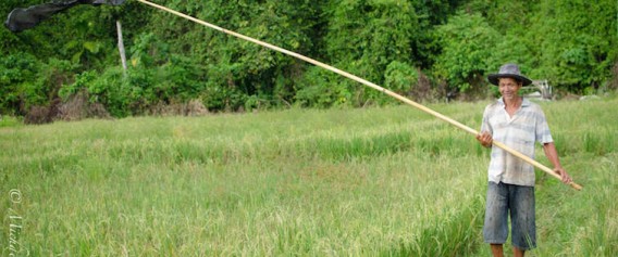 living scarecrow in a rice field