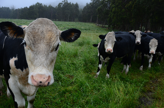cows in a paddock in the rain in tasmania
